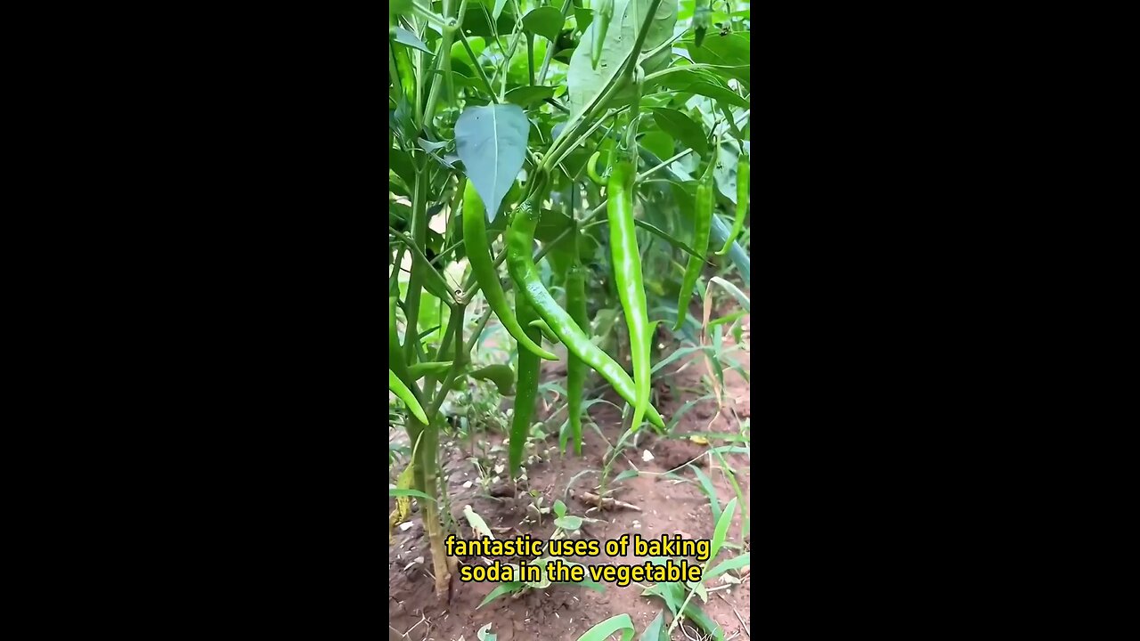 Baking soda for healthy and pest free vegetables .