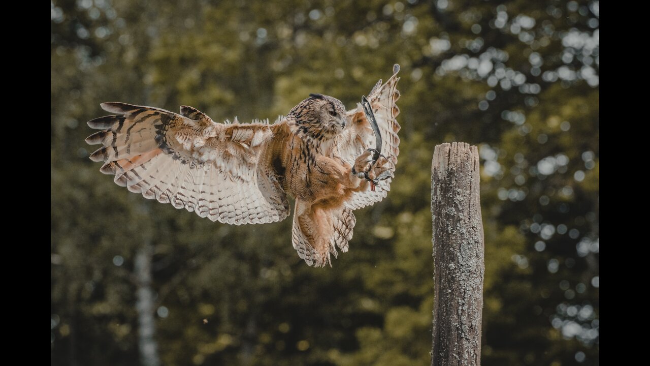 owl wings