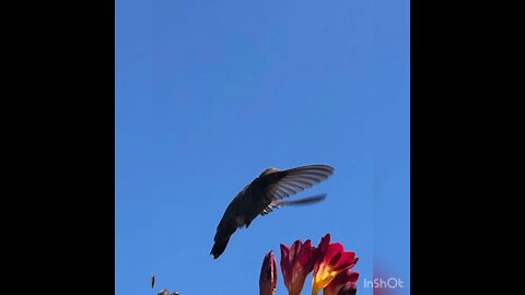 Photo of hummingbirds