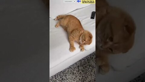 cute cat videos 😹 funny videos 😂 727 😻 #shorts #shortsfunny #cutecat #funnycat #catvideos #catscare