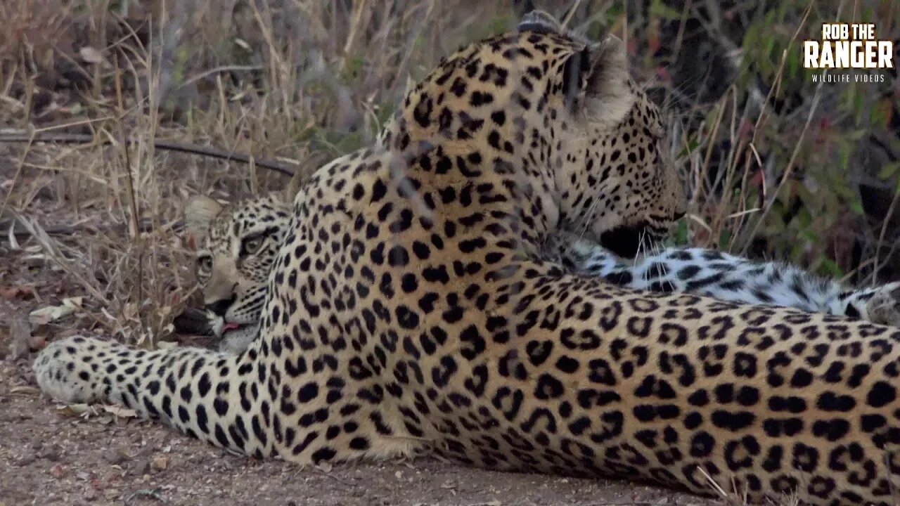 Watching Leopards, Part 5: Feeding And Playing