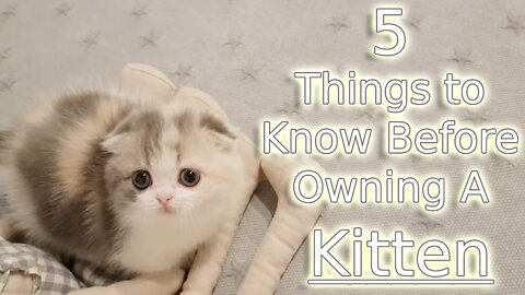 5 Things To Know Before Owning A Kitten #kitten #pet #cat #facts
