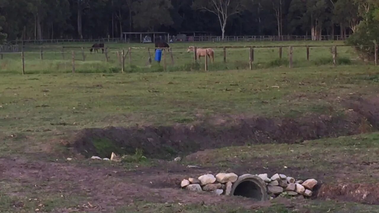 Caught Halo watching us from across the paddock - a good sign she's curious