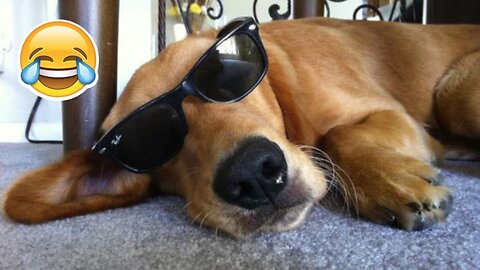 Funniest Dogs And Cats - Best Of The 2023 Funny Animal Videos