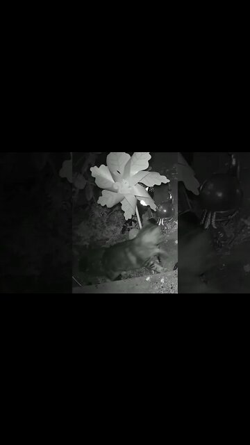 Peanutbutter Cat Is A Very Good Mouser! #Shorts 😻