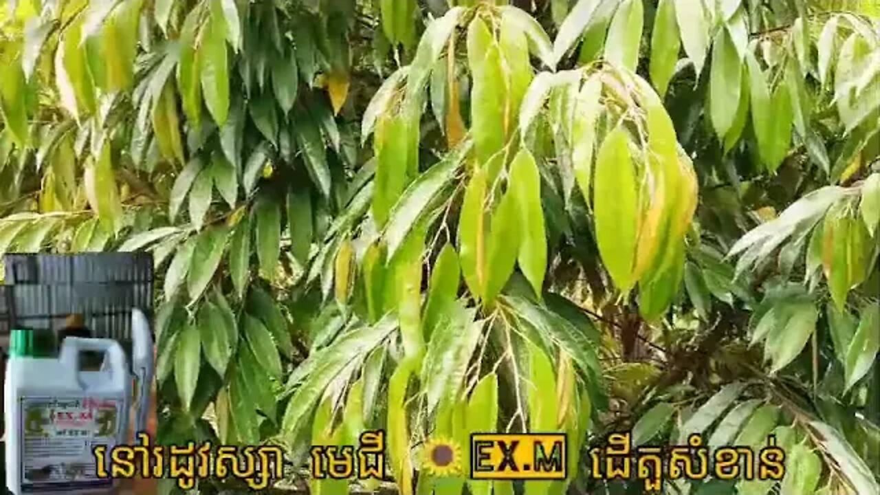 ភ្លៀងធ្លាក់ ជាប់ៗគ្នា គួប្រើមេជីEX-M អោយបាន ញឹកញាប់