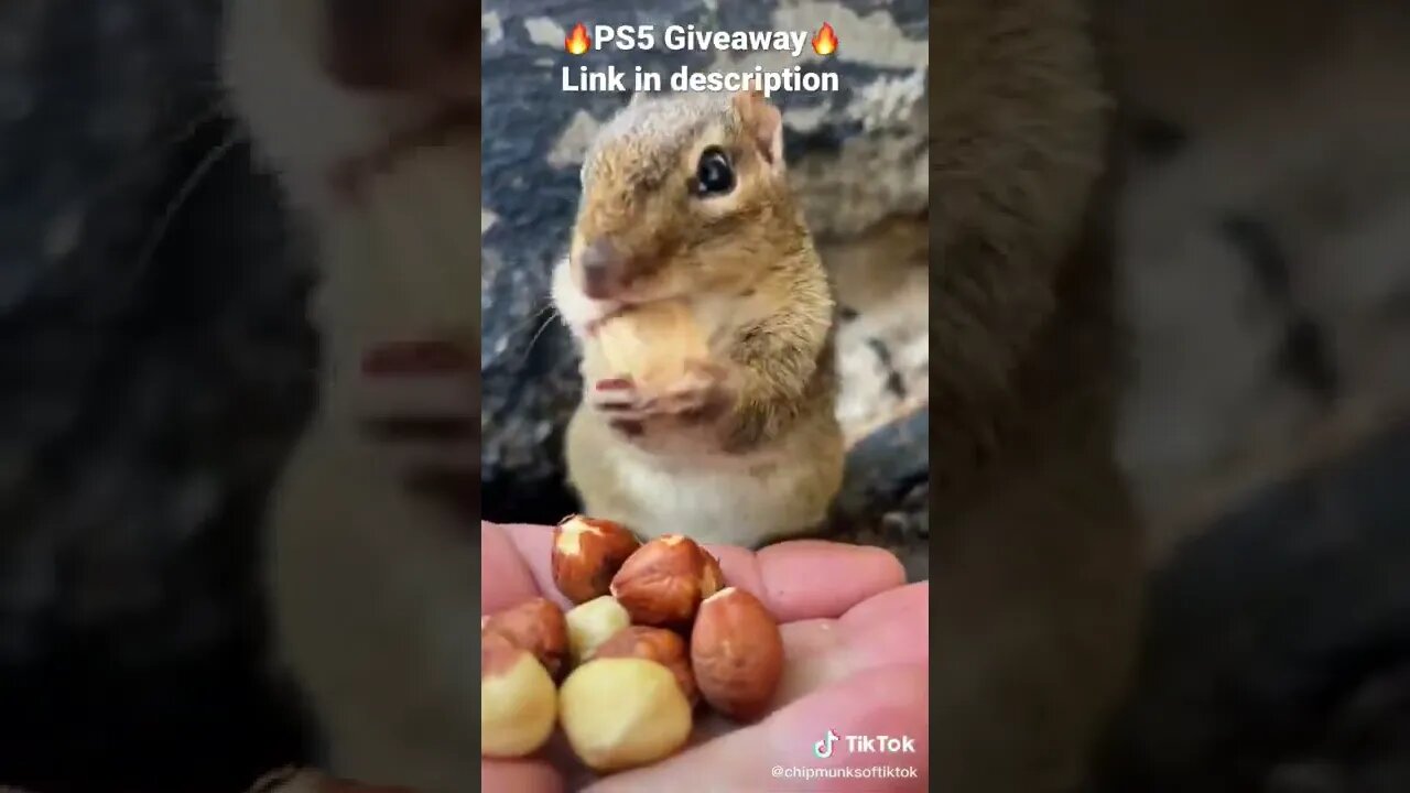 Chipmunk woke up from hibernation 🐿🥜🌰 #shorts #fyp #fypage #fyptiktok #fypシ #fypp #fypシ゚viral