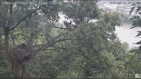 Hays Eagles Dad flies in to check the nest 2021 08 19 7:14AM