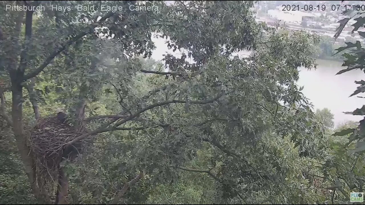Hays Eagles Dad flies in to check the nest 2021 08 19 7:14AM
