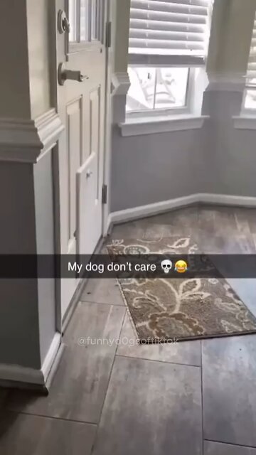 Funny Dog Videos Part #30