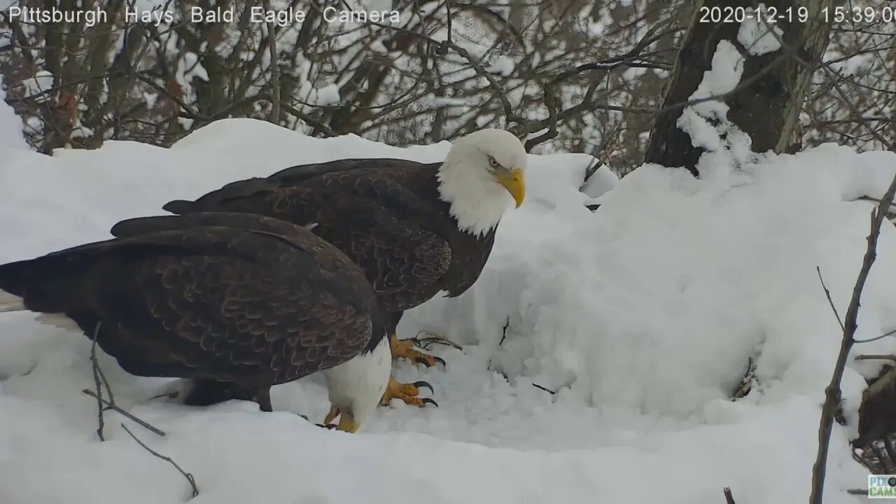 Hays Eagles Mom and Dad in snowy nest 2020 12 19 337pm