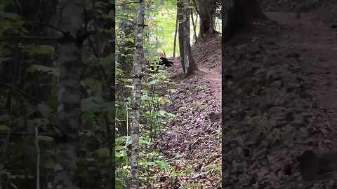 My New Friend I Met While Hiking In NC! #shorts #blackbear