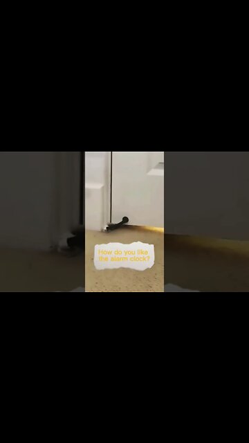 Use this cat as an alarm clock to wake you up ⏰