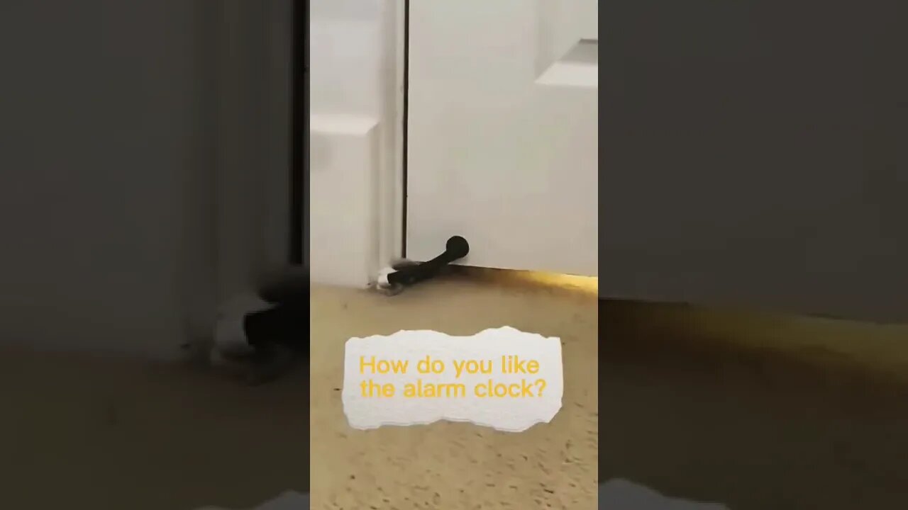 Use this cat as an alarm clock to wake you up ⏰