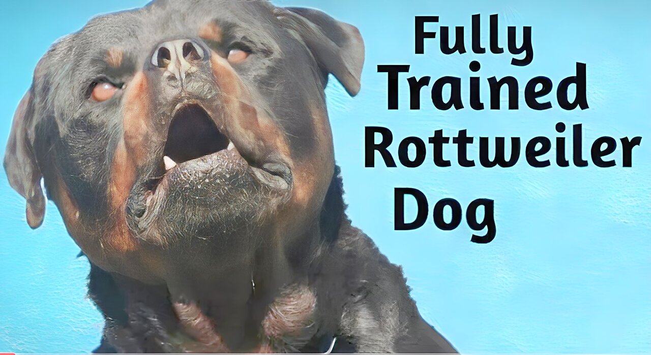 Dog Training Video || Treined Dog || How To Train Dog || Rottweiler Dog