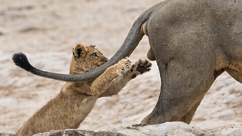 Funny animals complition try not to laugh