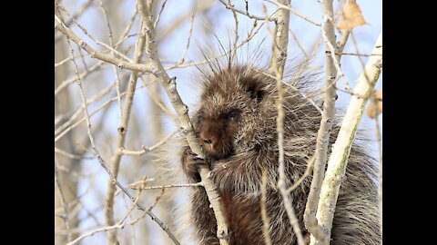 Porcupine in Calgary