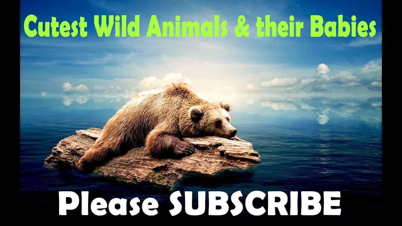 Wildlife videos Beautiful wild animals Cute wild animal babies video compilation