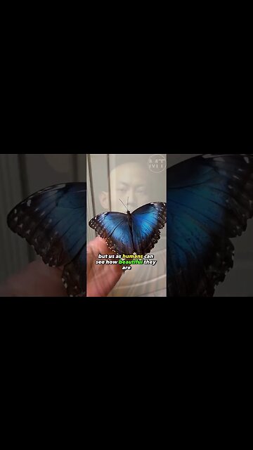 No Butterflies Cant See Their Wings Like Wise No Can See their Talented