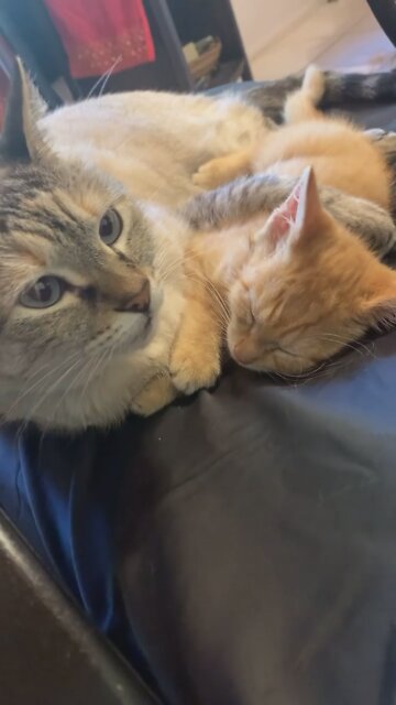 Trump Baby Strat Cat Strut