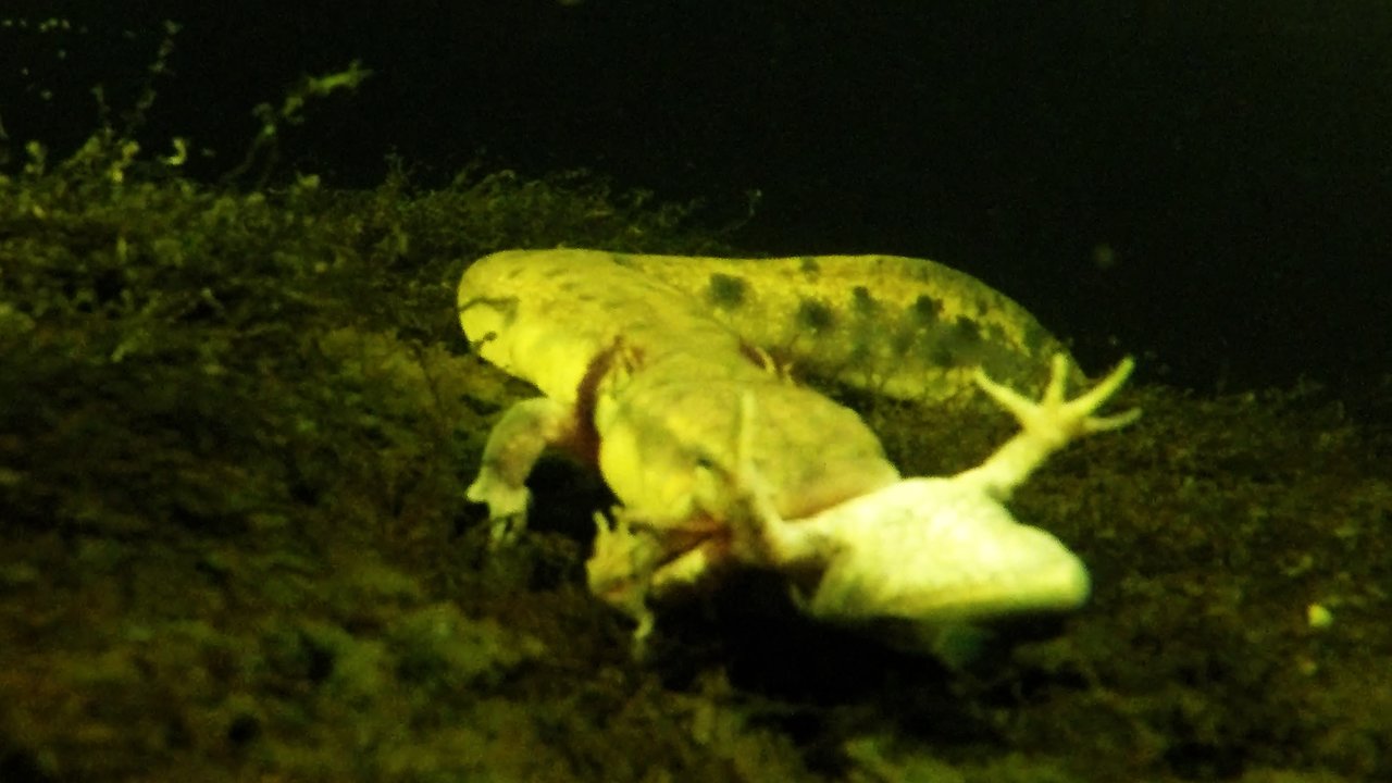 Strange salamander is one of the most unusual creatures in North America