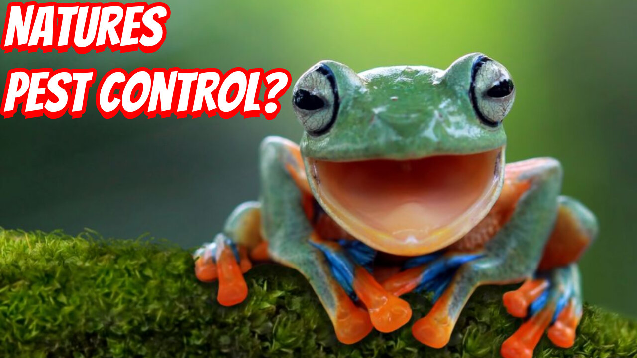 How Important Are Frogs In Nature?