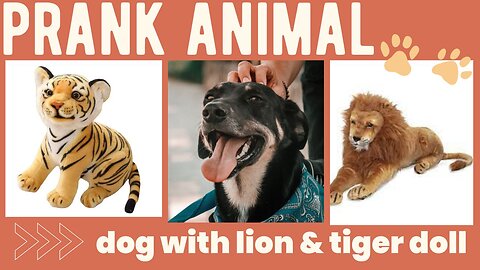 Prank dog funny with fake lion and tiger doll