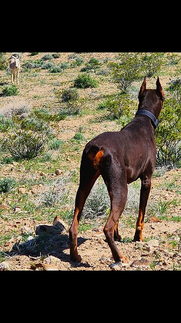 👀Stare👀 Down Between A 🐕Doberman🐕 & Wild 🫏🫏Donkeys🫏🫏