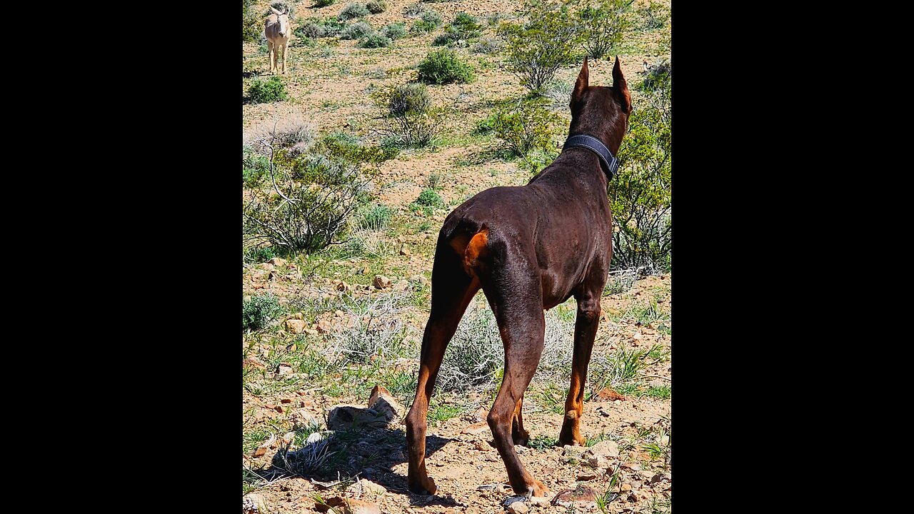 👀Stare👀 Down Between A 🐕Doberman🐕 & Wild 🫏🫏Donkeys🫏🫏