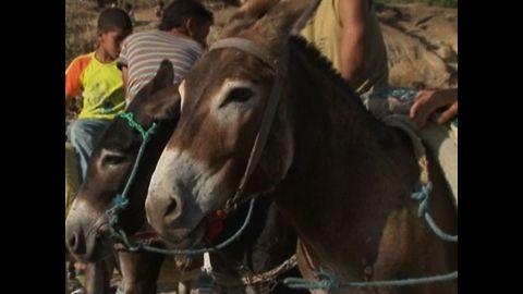 Donkey Beauty Contest