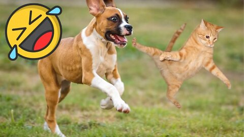 Best Funniest Pet Videos - Best Funny Animal Videos - Funny Cats and Dogs - Compilation! #22