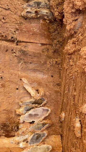 What a wax moth infestation looks like.