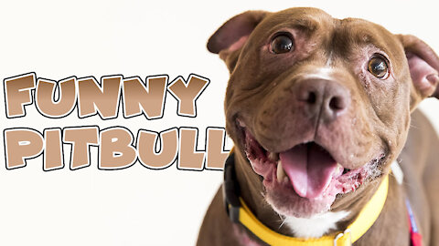 Funny Pitbulls