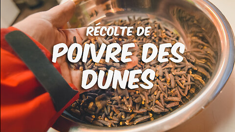 Récolte de Poivre des Dunes