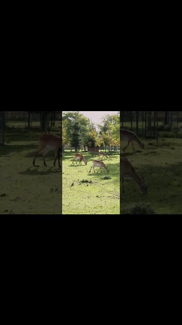 OS CERVOS MAIS INCRÍVEIS DA INTERNET! #perderpeso #emagrecercomsaude #shorts