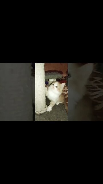 Persian Kittens #brown #cat #youtubeshorts #shorts #cutecat #persiancats #blackcat #kittens