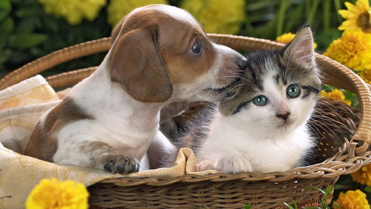 Best Funny Cat Videos | Funniest Cats | Funny Animal Videos | Best Services |