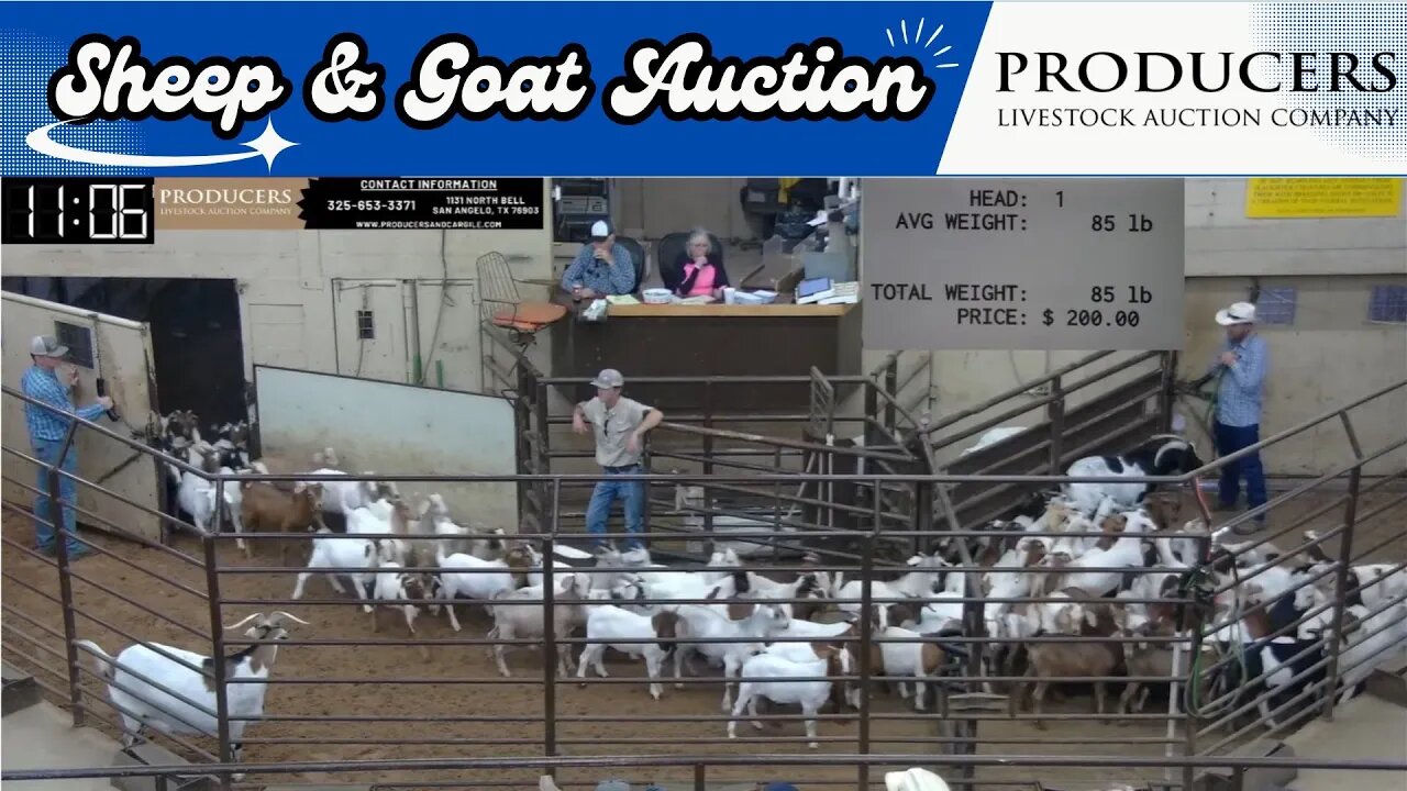 8/8/2023 - Producers Livestock Auction Company Sheep & Goat Auction