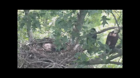 Hays Eagles Mom and H13 sitting on the branch together 2021 05 27 15:43