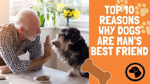 Top 10 Reasons why Dogs are Man's Best Friend | DOG BLOG 🐶 #BrooklynsCorner
