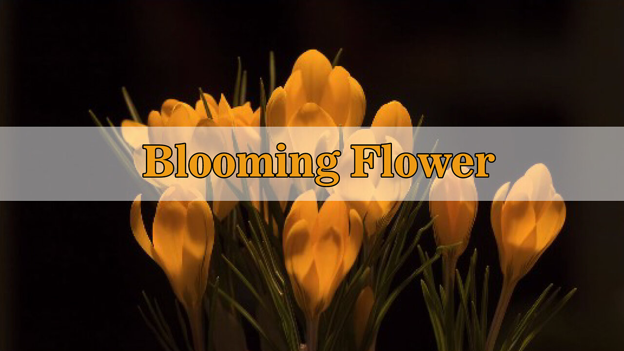 Blooming Flower