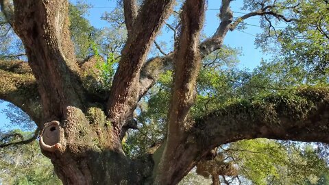 The Thomasville, GA "The Big Oak" Time Lapse - Winter 2022