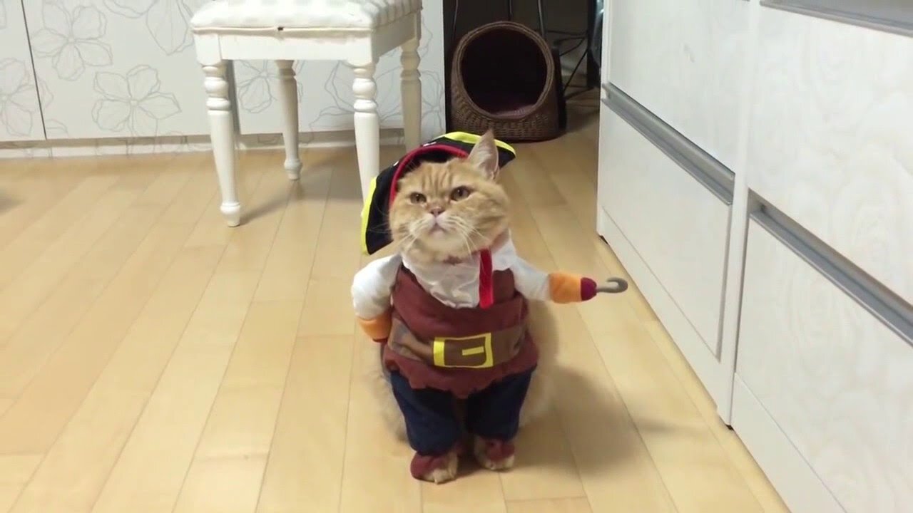 Best cat funny whatsapp status videos || cat videos || (laugh to make laugh) cat videos