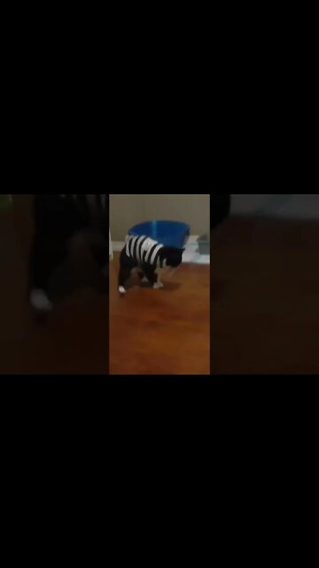 Cat Isn't A Halloween Fan #shorts #cats #halloween