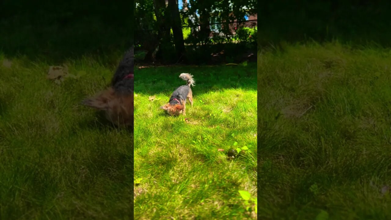 Mickey’s sunbathing in the backyard