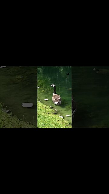 The one who chased me multiple times - 4K - #shorts