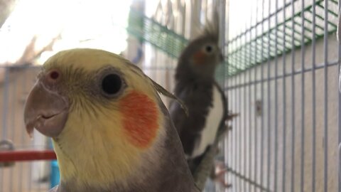 Happy Cockatiel Singing Training | Funny Cockatiel playing Male And Female Parrot | Calopsite chante