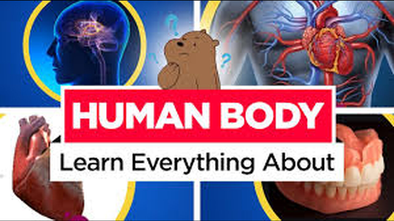 Learn about Human Body | General Knowledge (GK) Video | Basic Educational video | Preschool Learning