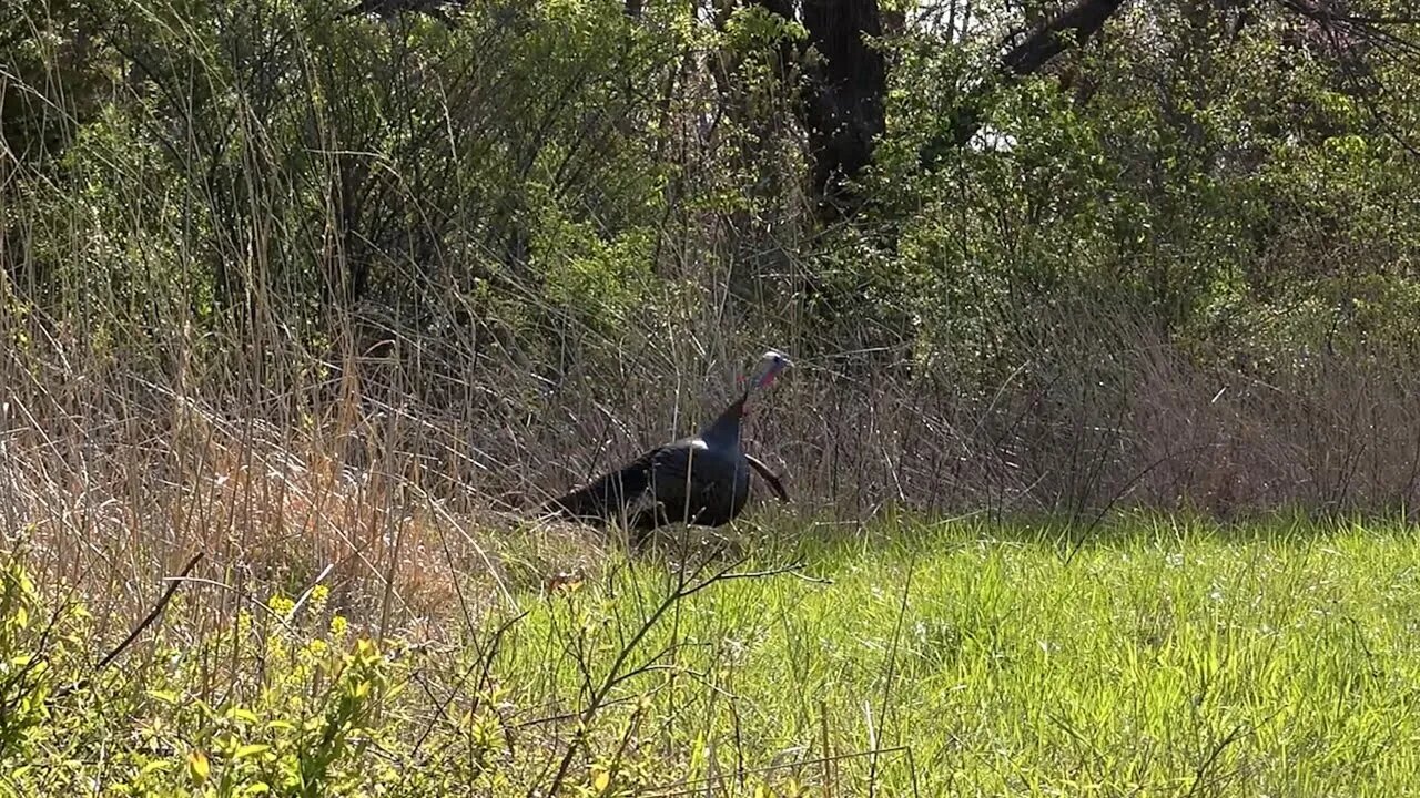 Missouri Opening Day Turkey Hunt