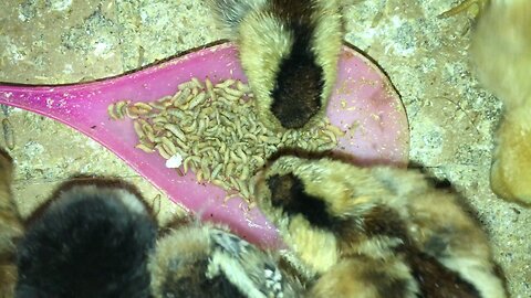 Benefits of Chicks Eating Maggots To Accelerate Growth